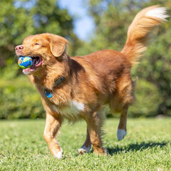 RECYCELTER FETCH BALL MEDIUM