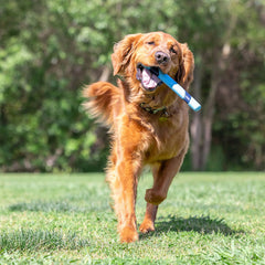 SNIFF FETCH STICK BACON