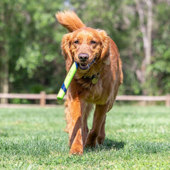 SNIFF FETCH STICK PEANUT BUTTER