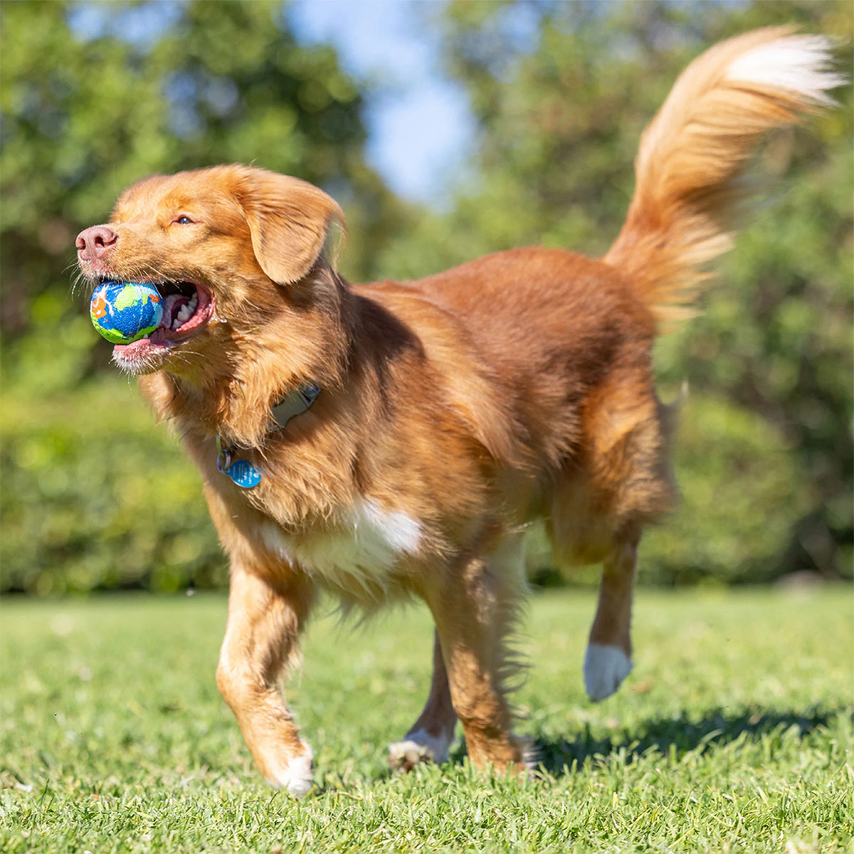 RECYCELTER FETCH BALL MEDIUM