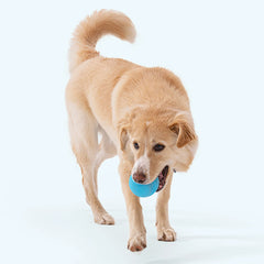 JIVE SMALL 6.6 CM GREEN WEST PAW
