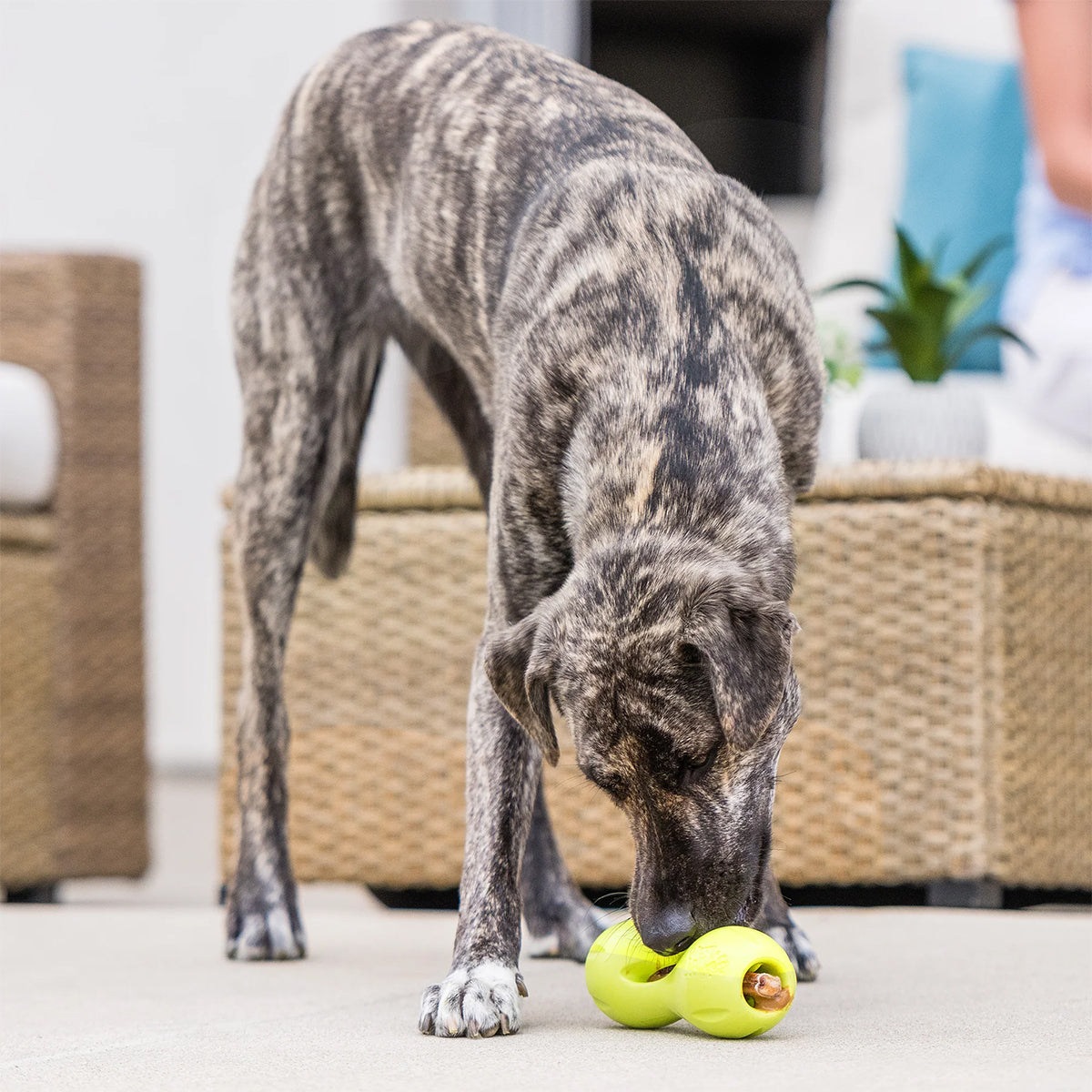 QWIZL MEDIUM 16.5 CM BLUE WEST PAW