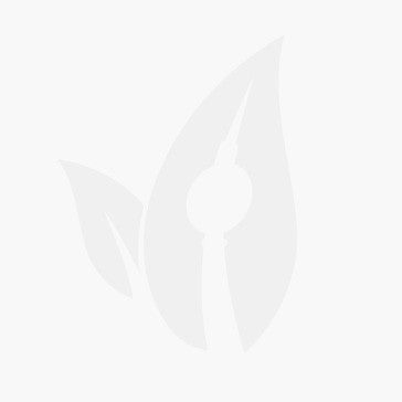 Grand Cru Genetics, Kosher Kush S1 Feminizada (3 Samen)