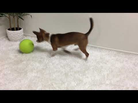 NINA OTTOSSON TREAT TUMBLE SMALL
