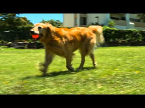 TENNIS BALL LARGE CHUCK IT