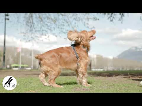 KYFLIE MOMENTUM S HARNESS LIGE