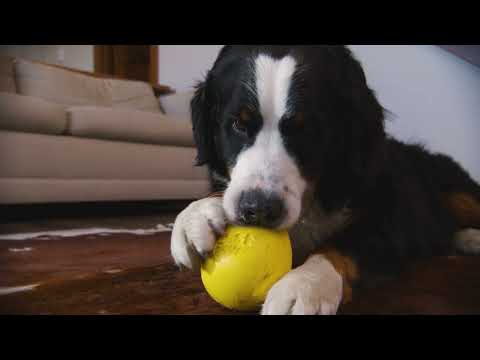 RUMBL LARGE VIOLET WEST PAW